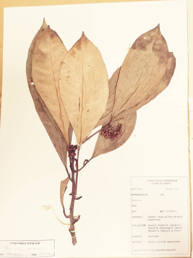 UMS Researchers Confirm Discovery of Mysterious Plant in Tawau as New Plant Species